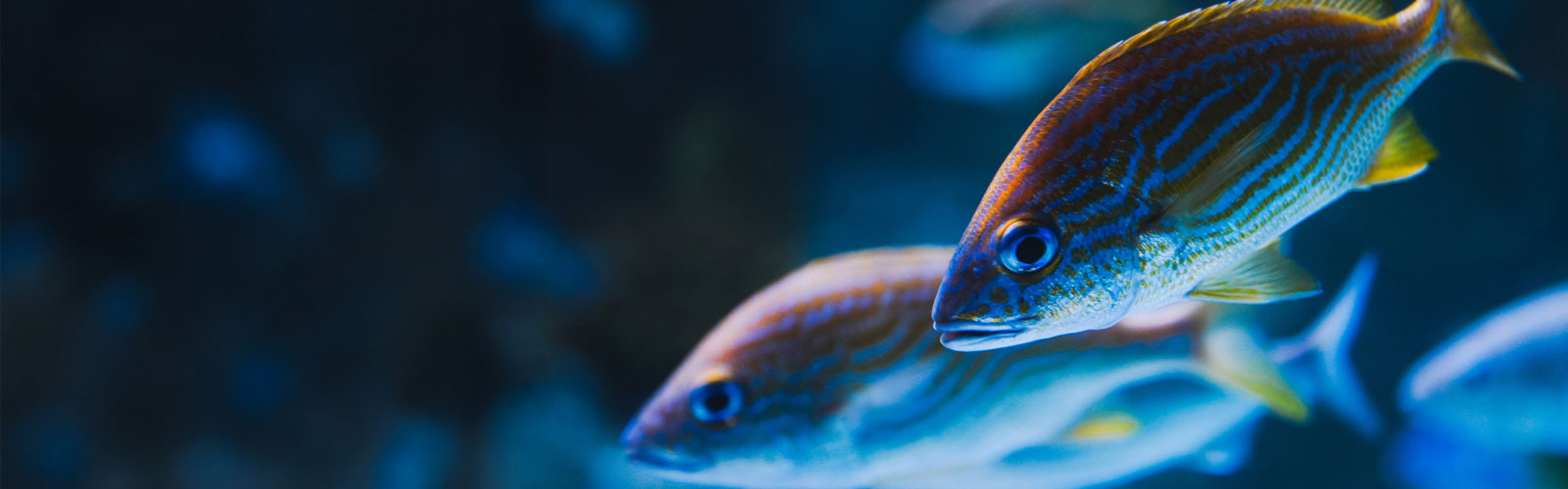 deepthi-industries-banner